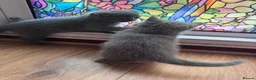 Brazilian Shorthair cats for sale: British Shorthair Kitten  - Advert 11