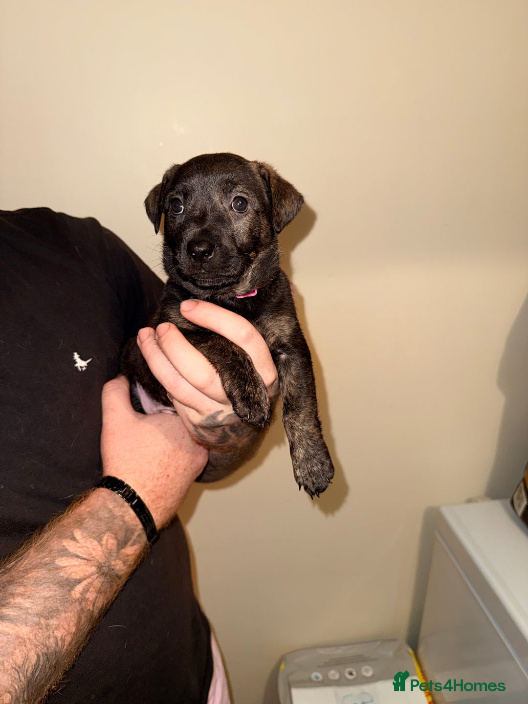 Mixed Breed dogs for sale: German Shepherd x Staffy x Jack Russell puppies  - Advert 9