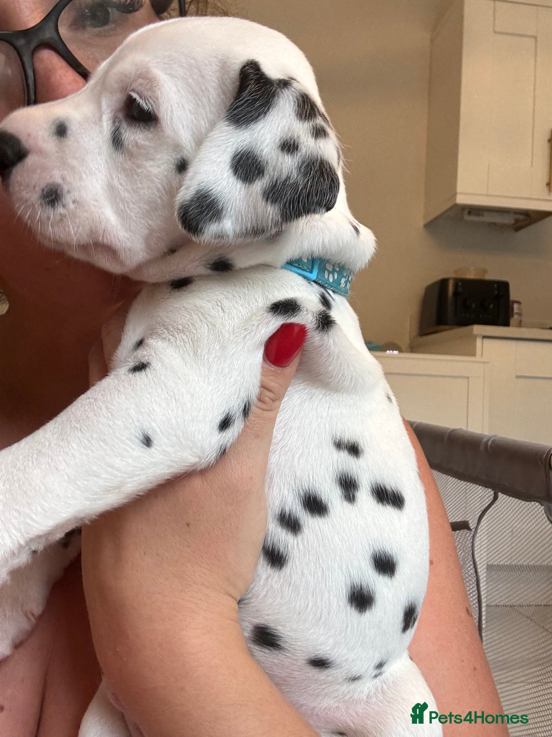 Dalmatian dogs for sale: 6 Beautiful Chunky Dalmatians born 27/5/25 in Stafford - Image 2