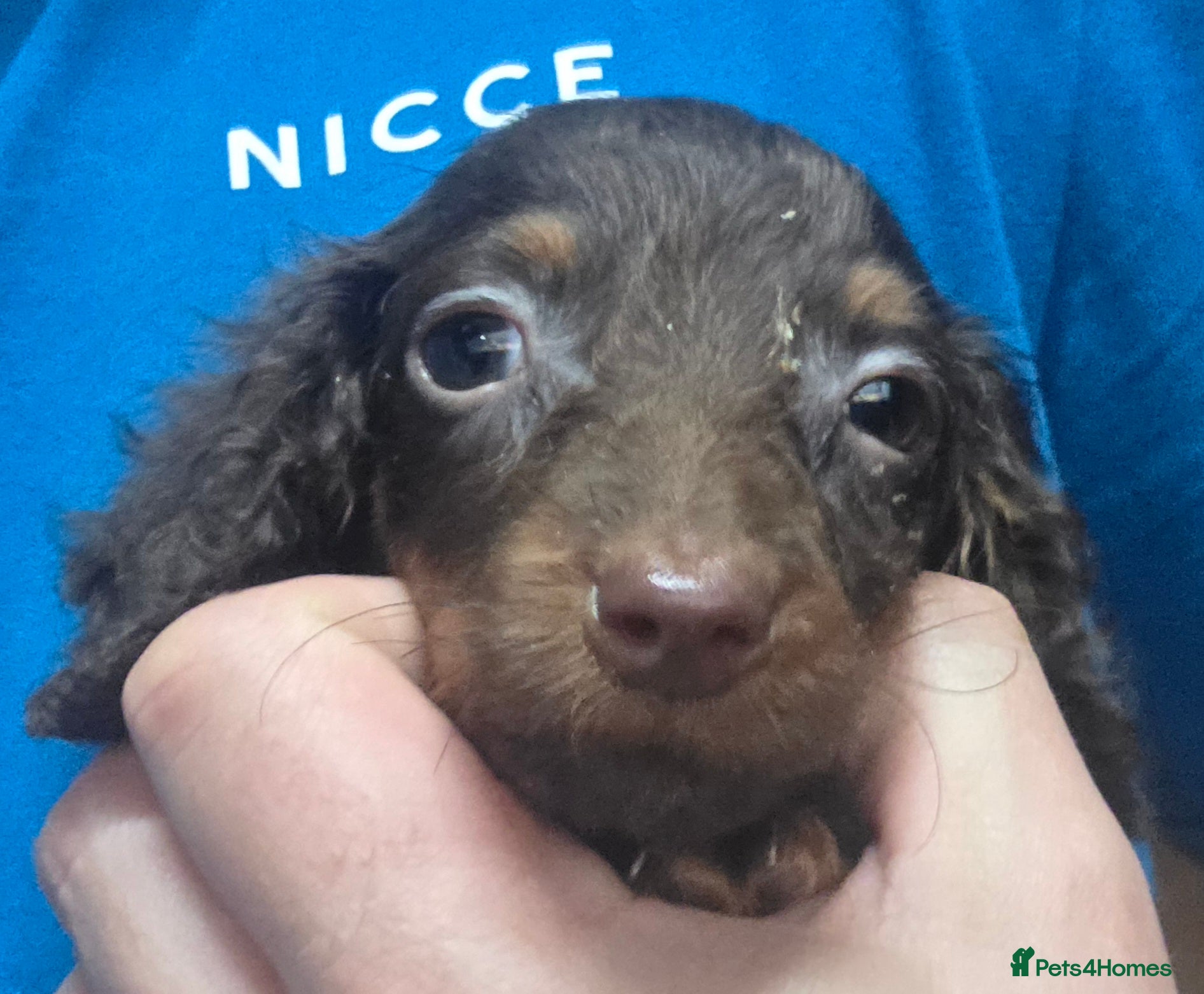 Miniature Dachshund dogs Long Haired Miniature Dachshund Puppies - Advert 8