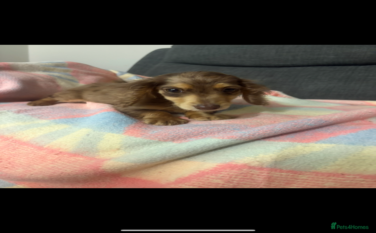 Miniature Dachshund dogs - Advert 2