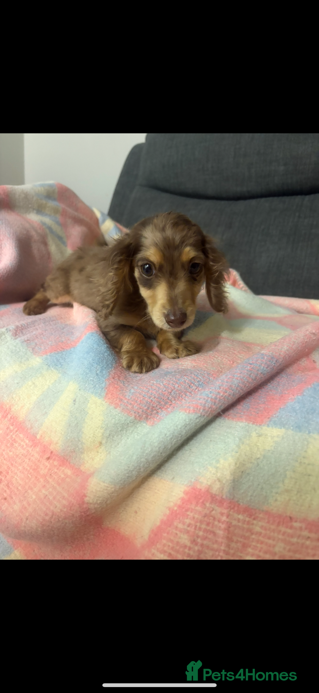 Miniature Dachshund dogs for sale: Dachshund puppy  - Image 1