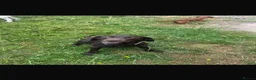 Labrador Retriever dogs for sale: Loving loyal Labrador  - Advert 5