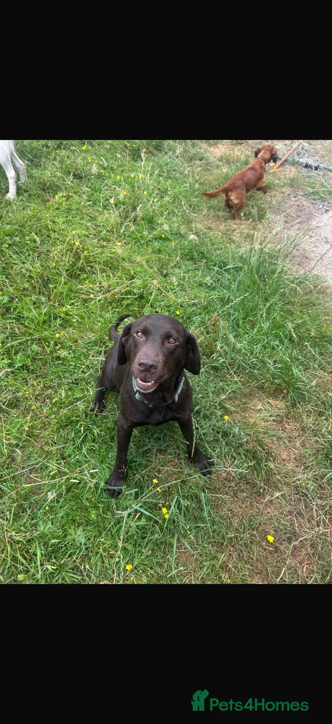 Labrador Retriever dogs for sale: Loving loyal Labrador  - Advert 5