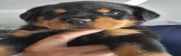 Rottweiler dogs for sale: Courageous, Intelligent & Devoted Rottweilers in Hull - Advert 7