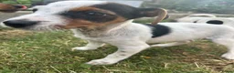 Jack Russell dogs for sale: Jack Russell terrier pups for sale - Advert 9