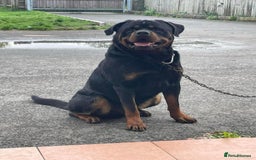 Rottweiler dogs for sale: Beautiful KC registered Rottweiler puppies  - Image 10