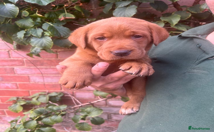 Labrador Retriever dogs - Advert 16