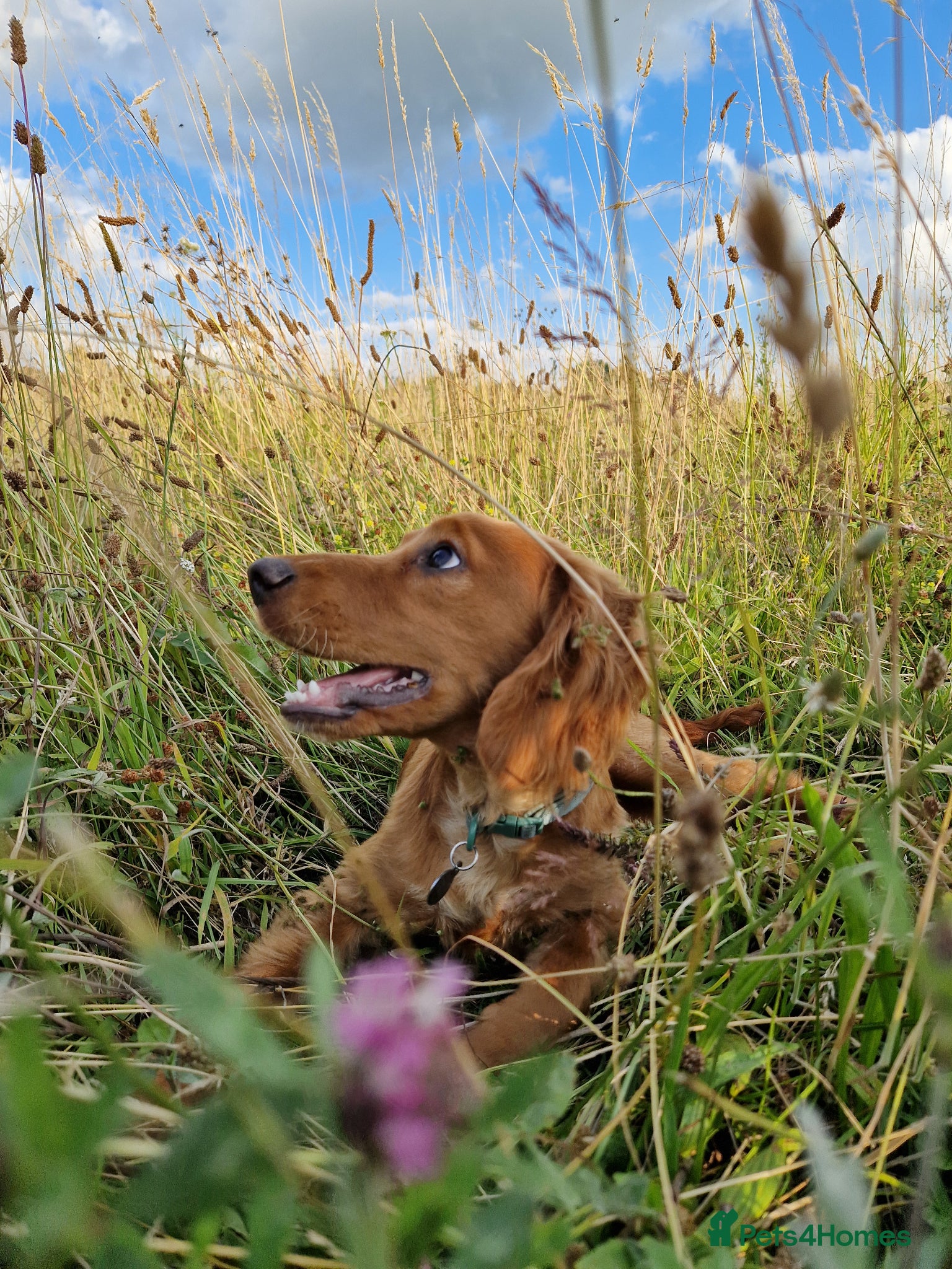 Cocker Spaniel dogs for stud: Lovely family Working Cocker for Stud - Advert 1