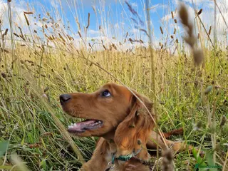 Cocker Spaniel dogs Lovely family Working Cocker for Stud - Advert 5