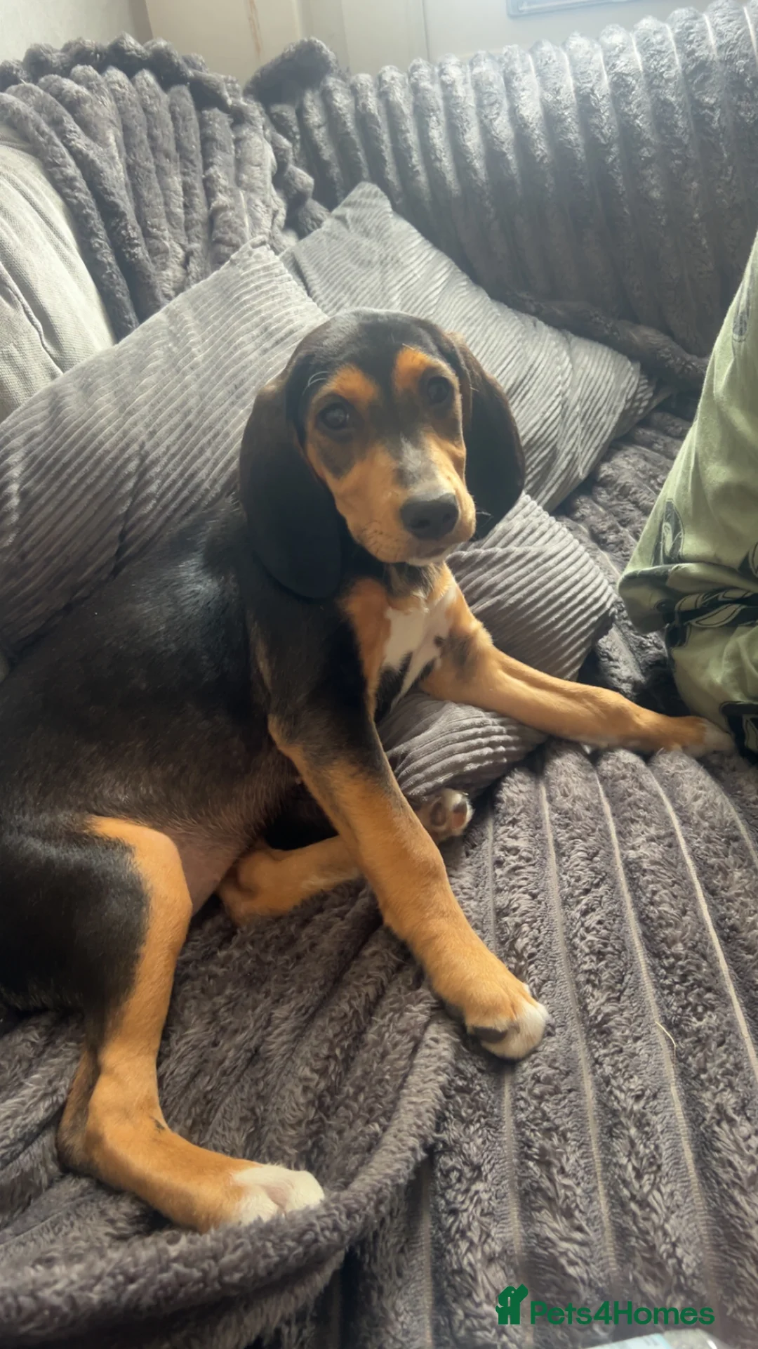 Mixed Breed dogs for sale: Puppy for rehoming  in Coventry - Advert 3