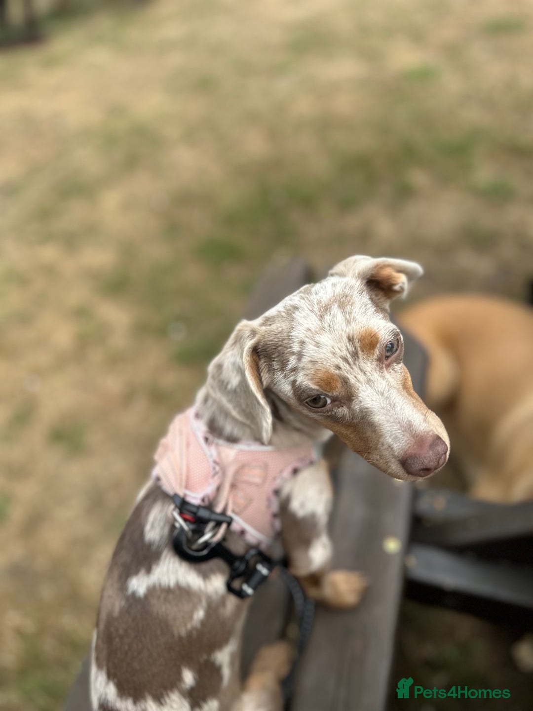 Mixed Breed dogs for sale: Rehome 6 month old female cheweenie - Image 4