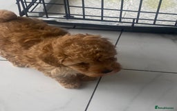 Toy Poodle dogs for sale: Male toy poodles - Image 4