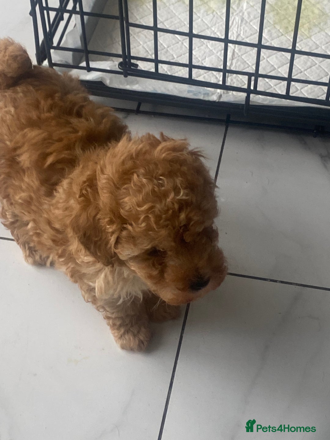 Toy Poodle dogs for sale: Male toy poodles - Image 4
