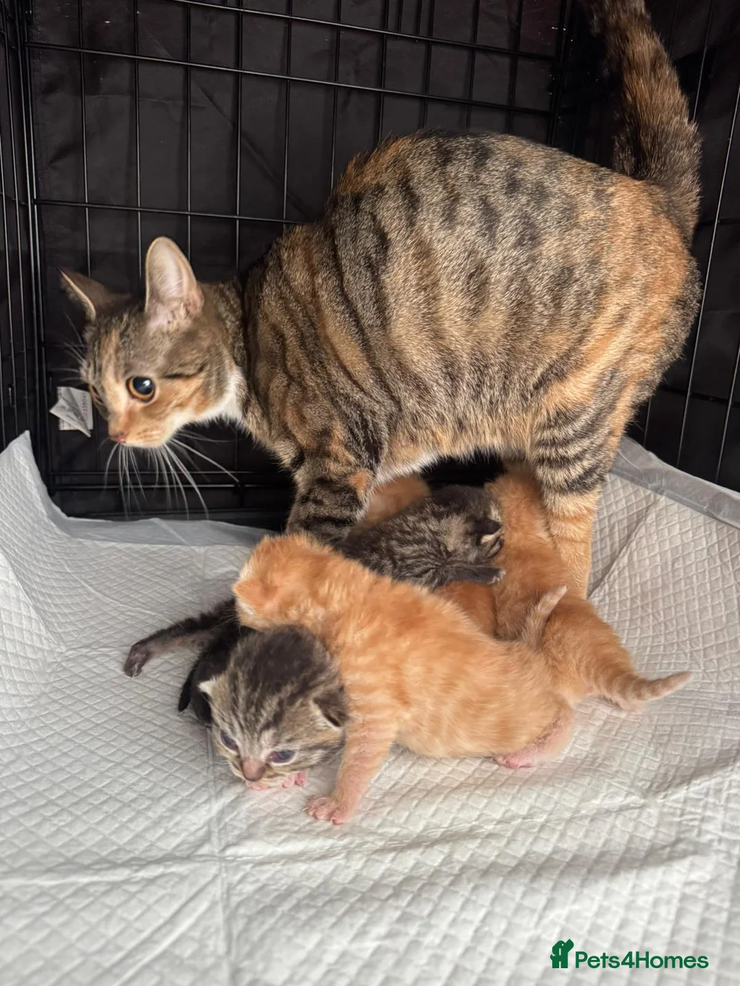 British Shorthair cats for sale: Cute cats - Advert 1