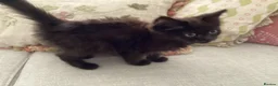 Mixed Breed cats for sale: Beautiful British longhair x Maine coon x kitten  - Advert 6