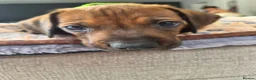 Rhodesian Ridgeback dogs for sale: KC Registered Rhodisian Ridgebacks  - Advert 15