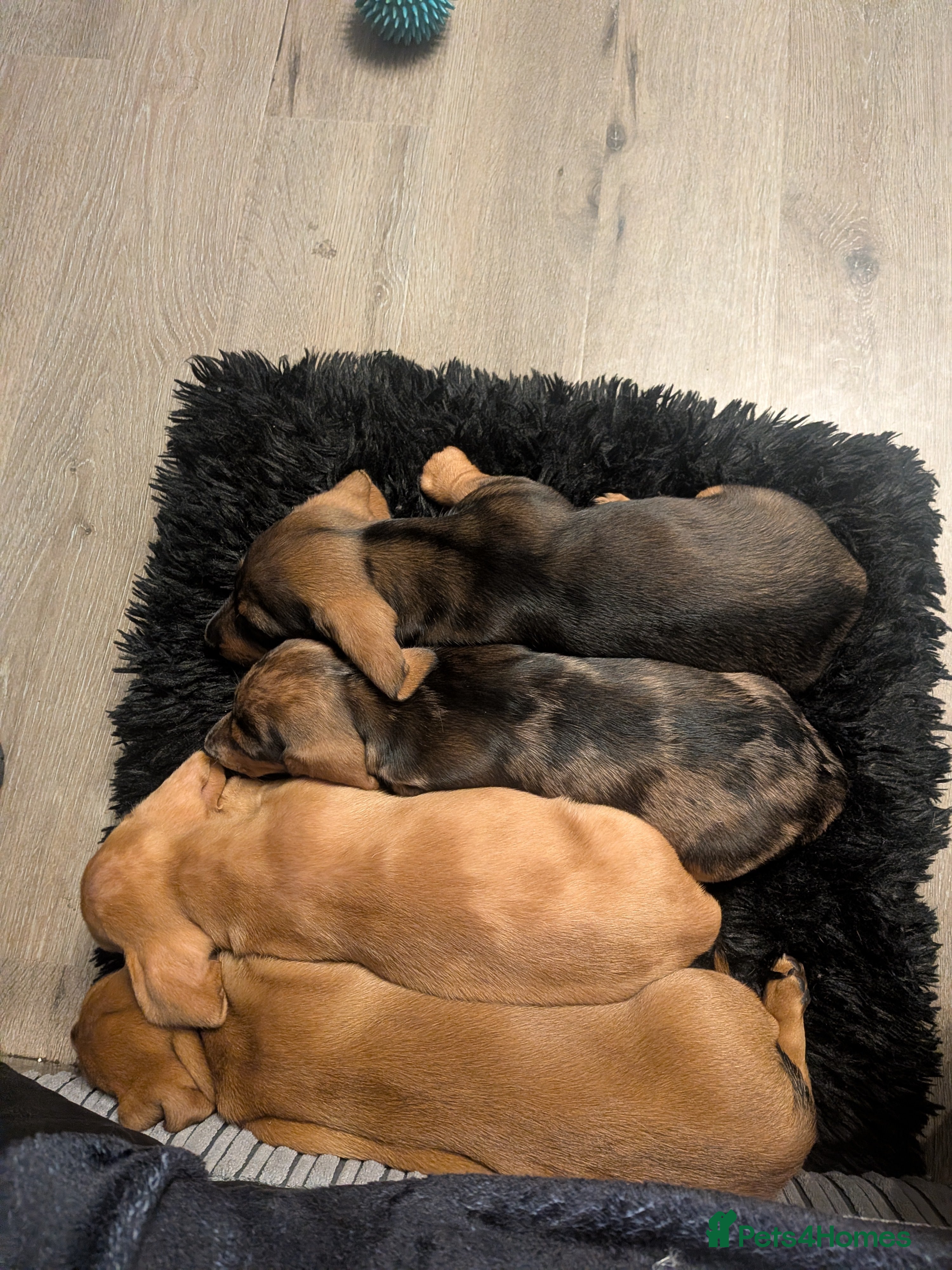 Dachshund dogs Dachshund puppies  - Advert 13