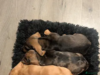 Dachshund dogs Dachshund puppies - Advert 5
