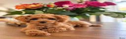 Cockapoo dogs for sale: 1 female Cockerpoo fully vaccinated  - Advert 11
