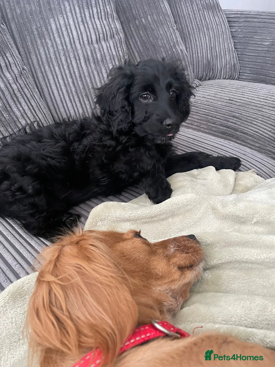Cavapoo dogs for sale: Black Cavapoo - 13 weeks old - Male - Advert 6