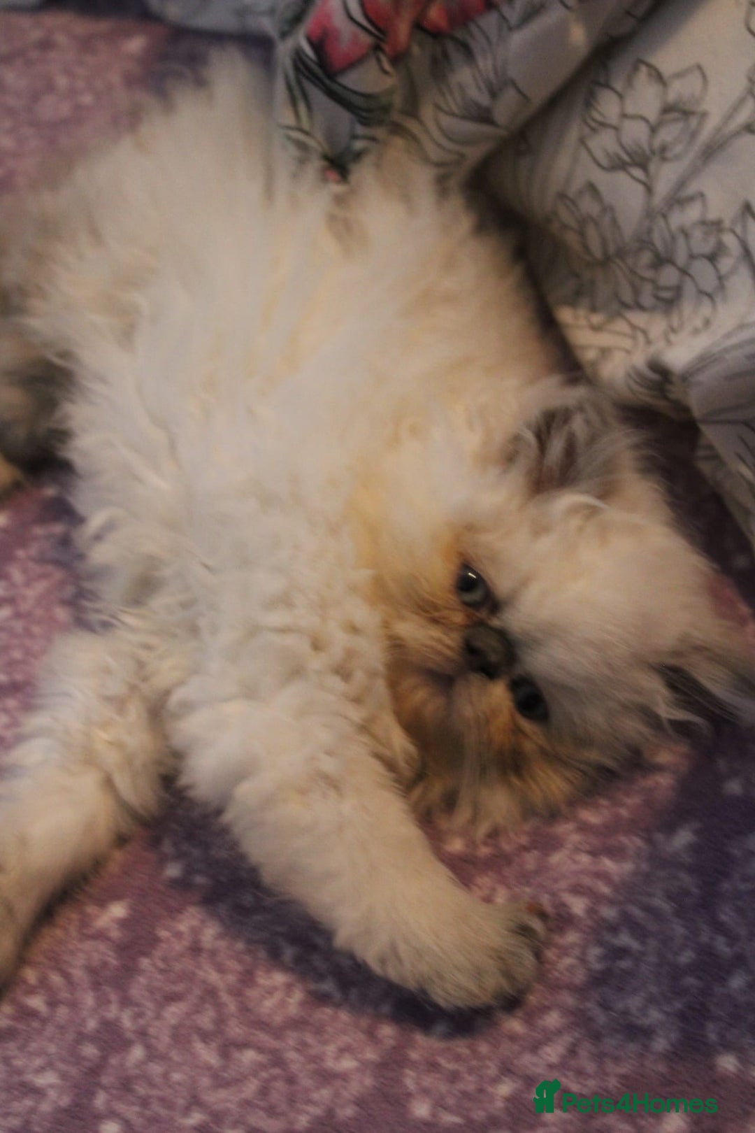 Persian cats for sale: Beautiful Female Kittens Ready for Loving Homes - Advert 21