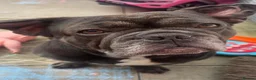 French Bulldog dogs for sale: Milo 3 years old  in Northampton - Advert 1