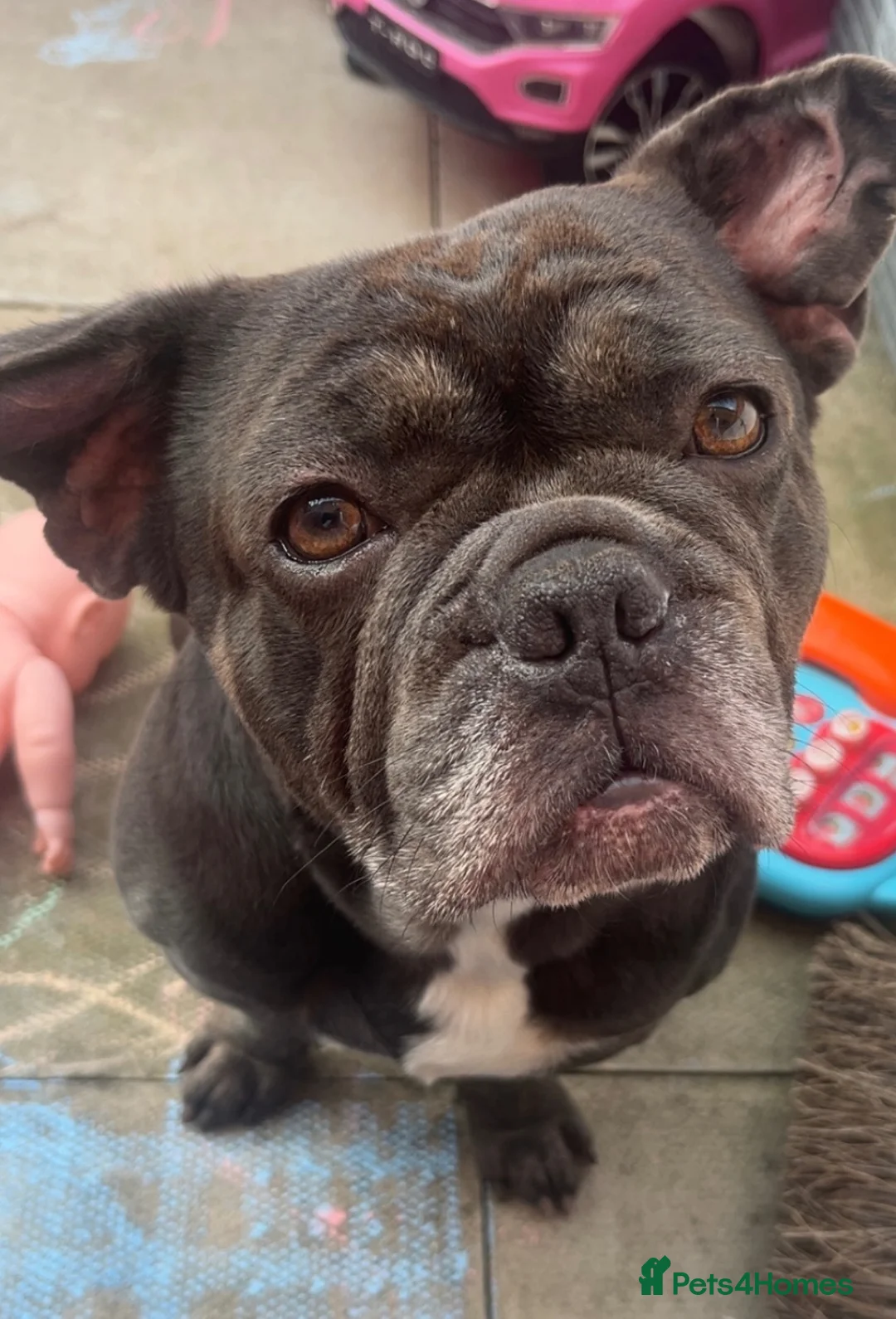 French Bulldog dogs for sale: Milo 3 years old  in Northampton - Advert 1