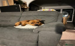 Staffordshire Bull Terrier dogs for sale: beautiful female red Staffordshire bullterrier - Image 8