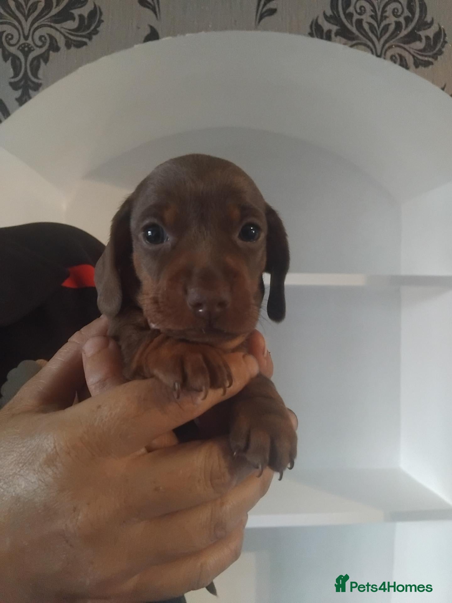Miniature Dachshund dogs Kc registered miniature dachshund puppies - Advert 1