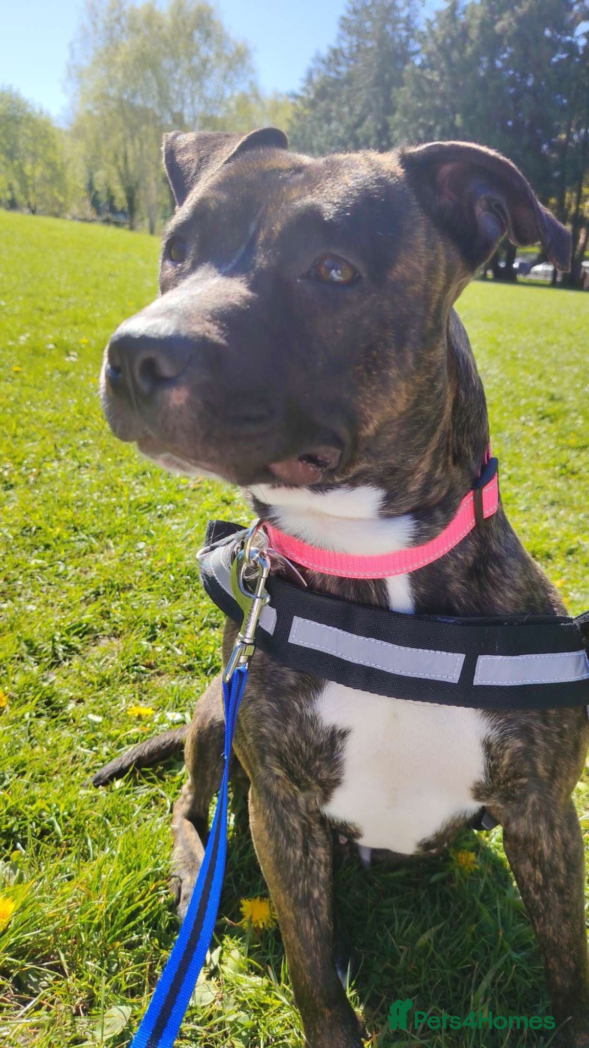 Staffordshire Bull Terrier dogs Staffordshire dog - Advert 1
