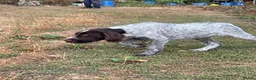 Mixed Breed dogs for sale: Puppies mum and dad here great nature rock steady  - Advert 6