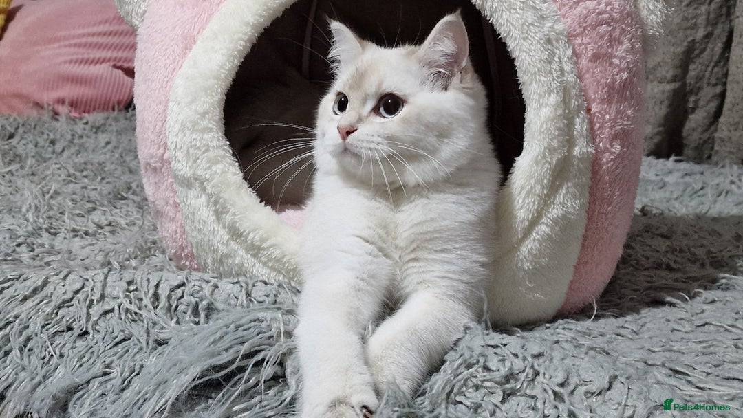 British Shorthair cats for sale: Pedigree British shorthair boy, Champion parents.  - Image 19