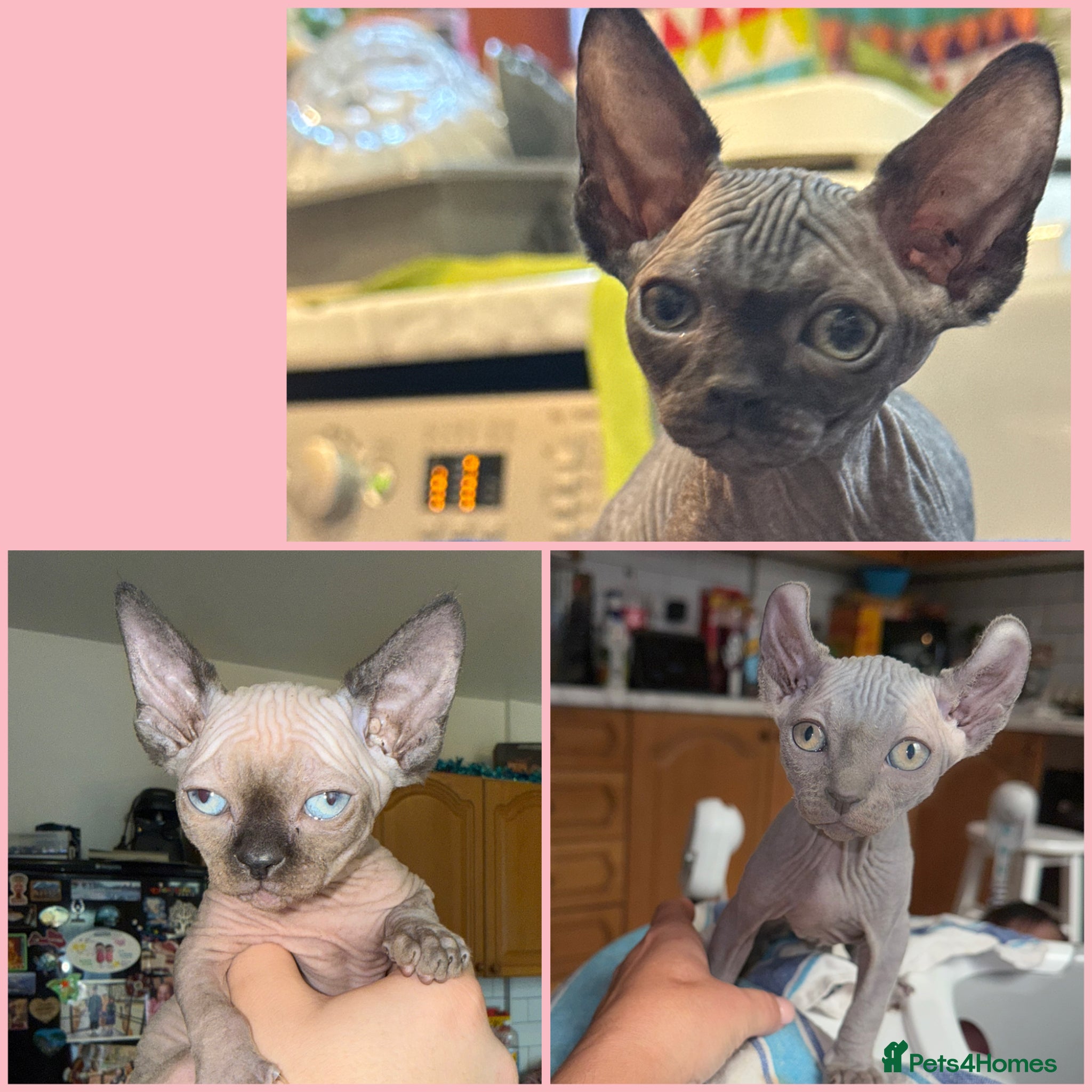 Sphynx cats I have 3 Beautiful Female Sphynx  - Advert 15