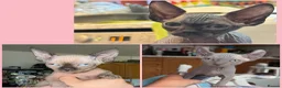 Sphynx cats for sale: I have 3 Beautiful Female Sphynx  - Advert 1