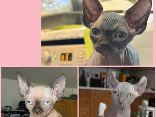 Sphynx cats I have 3 Beautiful Female Sphynx - Advert 1
