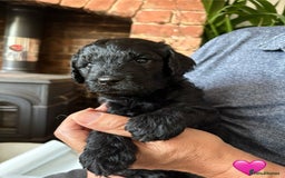 Labradoodle dogs for sale: Labradoodle Puppies 10 weeks 14 Nov 25 - Image 24