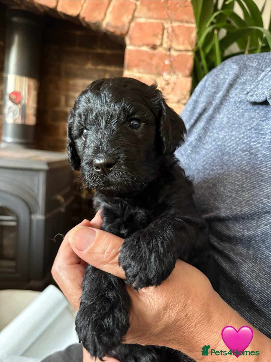Labradoodle dogs for sale: Labradoodle Puppies 10 weeks 14 Nov 25 - Image 24