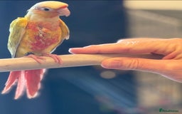 Conures birds for sale: Hand reared baby conure - Image 3
