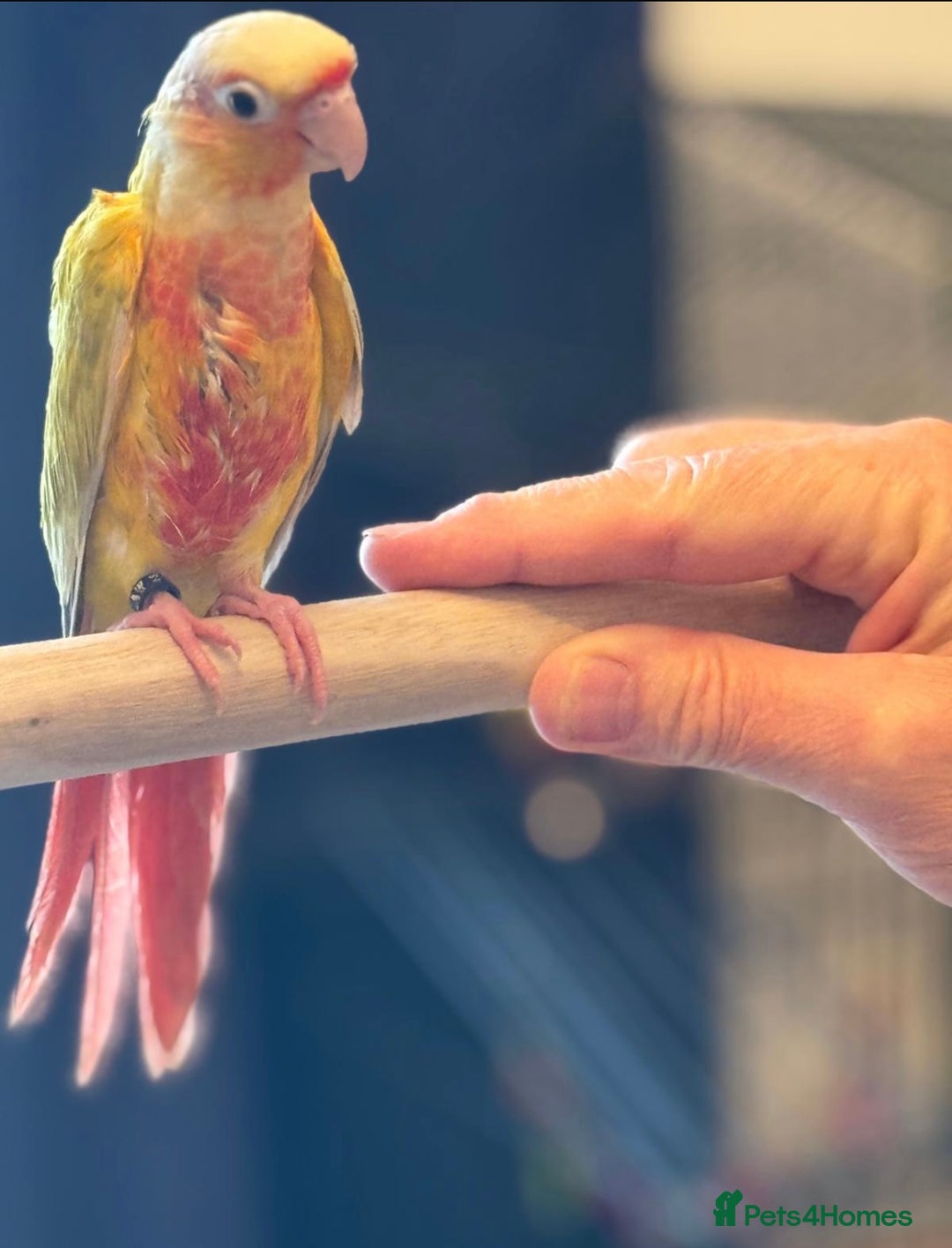 Conures birds for sale: Hand reared baby conure - Image 3