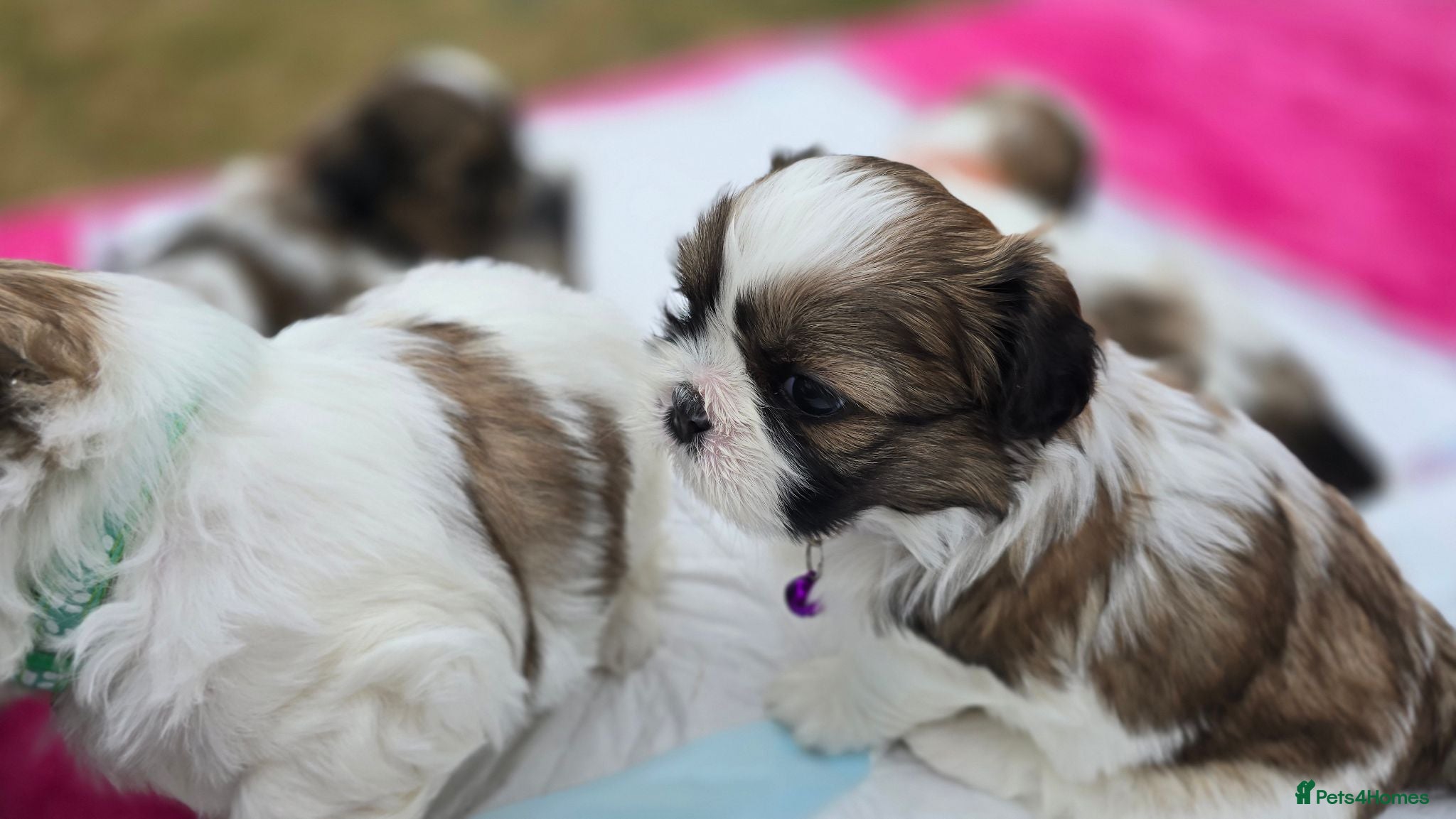 Shih Tzu dogs Two Beautiful Shih Tzu Boys for Sale - Advert 3