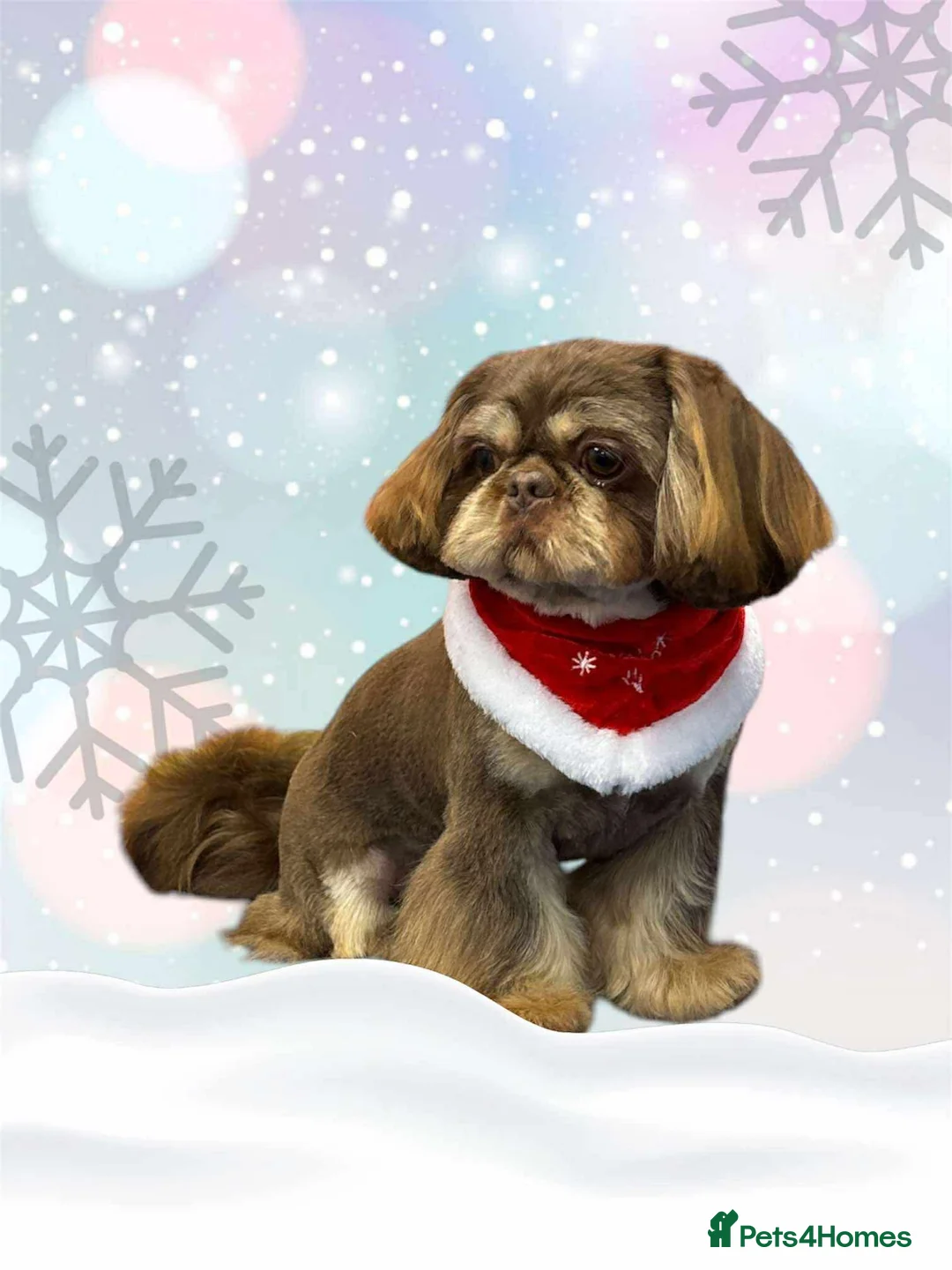 Shih Tzu dogs for stud: For Stud - Advert 2