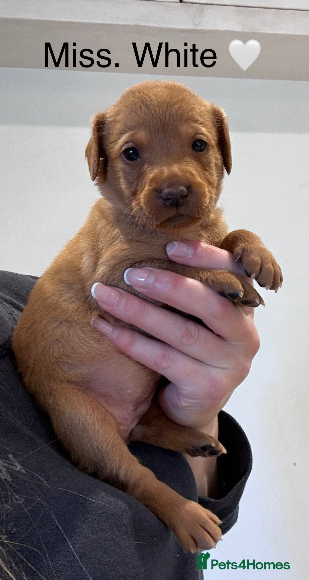 Labrador Retriever dogs for sale: Outstanding Fox Red Labrador Retriever Puppies  - Image 8
