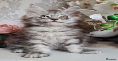 Maine Coon cats - Advert 3