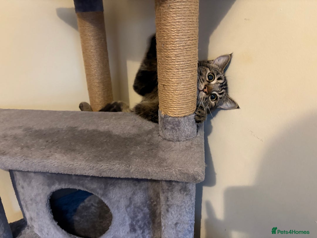 British Shorthair cats for sale: Loki is looking for a single pet forever home - Advert 3