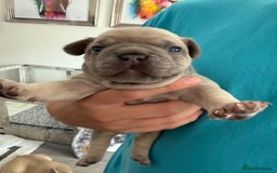 French Bulldog dogs for sale: French Bulldogs - Image 3