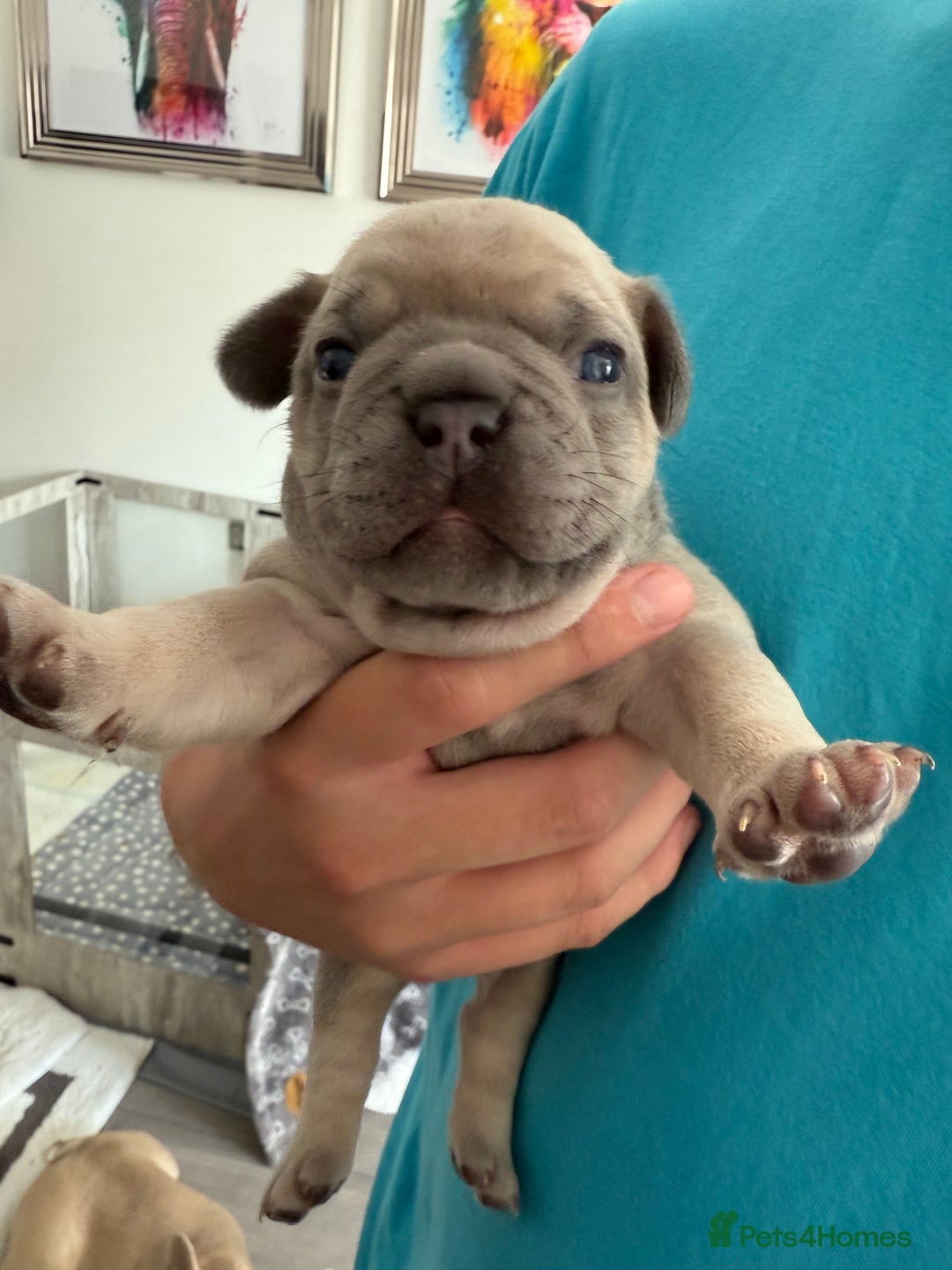 French Bulldog dogs for sale: French Bulldogs - Image 3