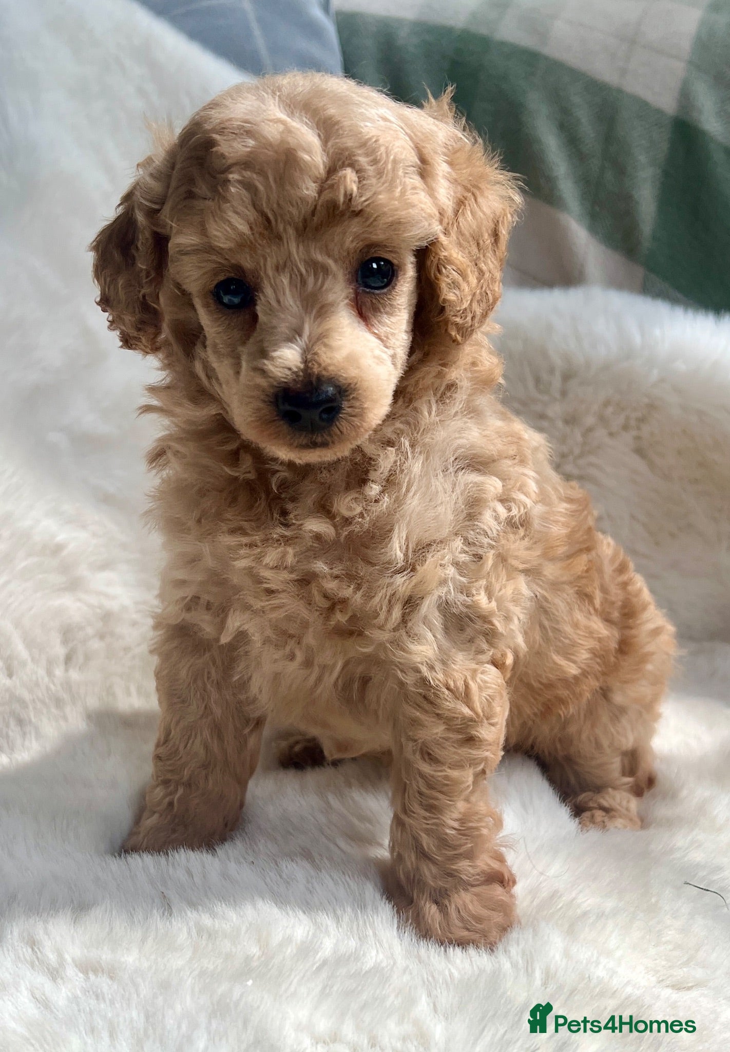 Toy Poodle dogs KC reg toy Poodles - Advert 2