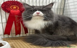 Maine Coon cats for sale: Beautiful Maine Coon Kitten - Champion Lines - Image 24