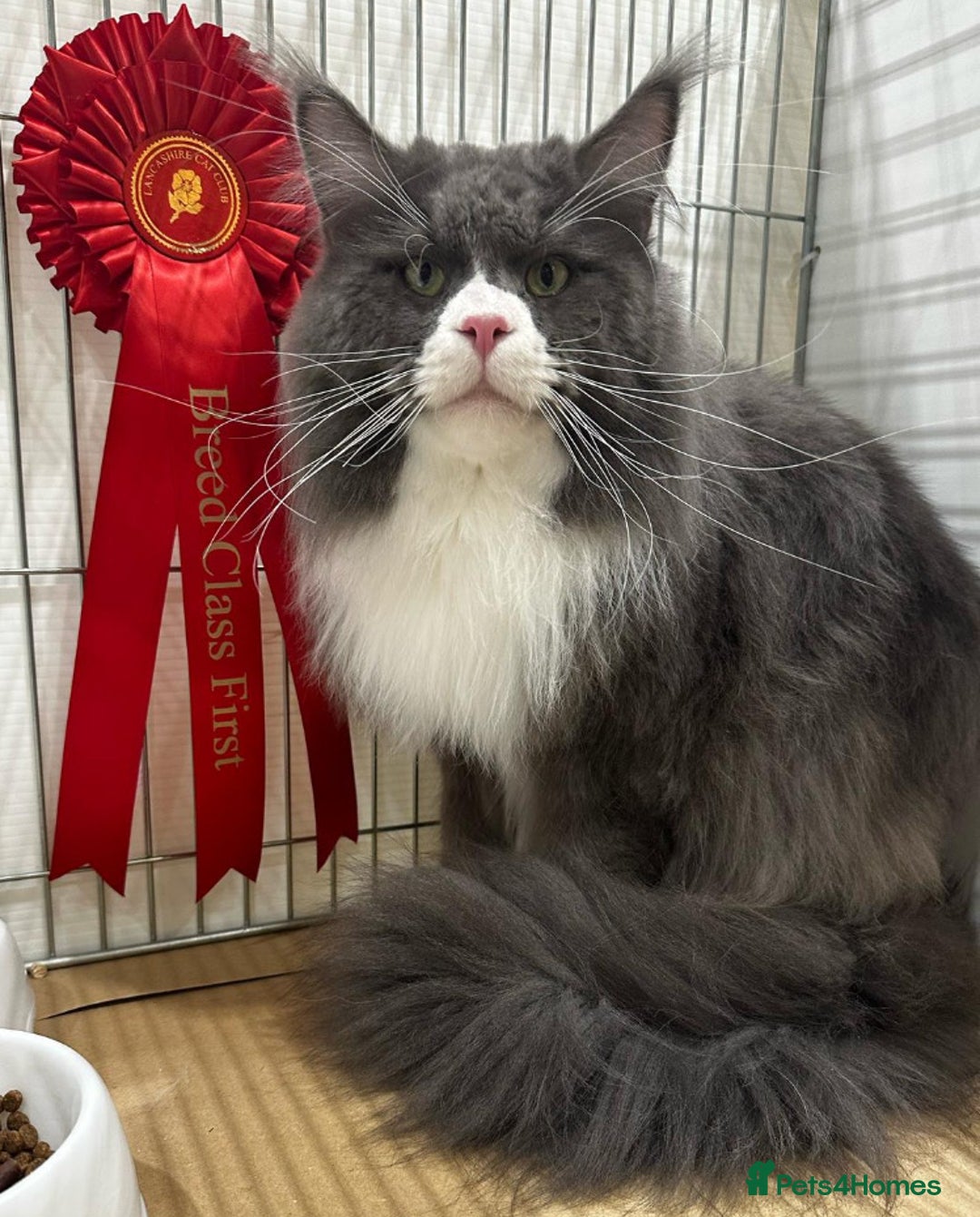 Maine Coon cats for sale: Beautiful Maine Coon Kitten - Champion Lines - Image 24
